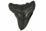 Bargain, Fossil Megalodon Tooth - Georgia #77537-1